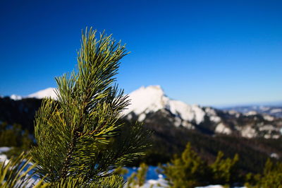 Close-up of pine tree against clear blue sky