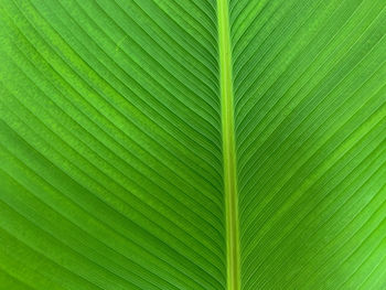 Full frame shot of palm leaves