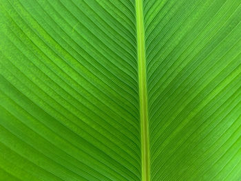 Full frame shot of palm leaves