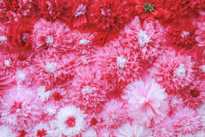 Full frame shot of pink flowering plants