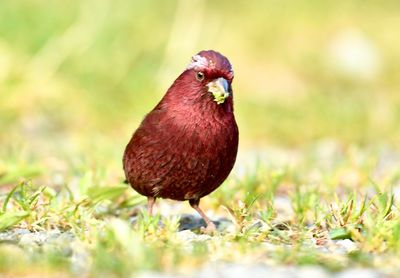 Close-up of a bird on field