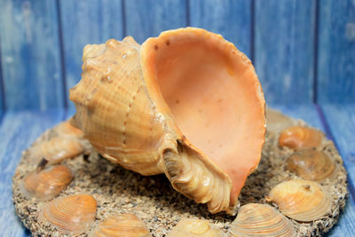 Close-up of seashell on a table