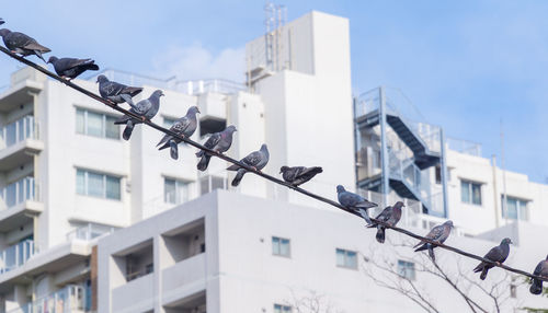 Pigeon perched on a power line with the background of the building and the sky