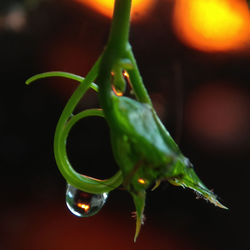 Close-up of fresh green plant