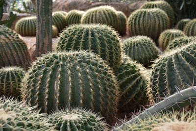 Full frame shot of succulent plant on field