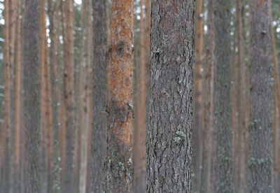 Full frame shot of wooden wall