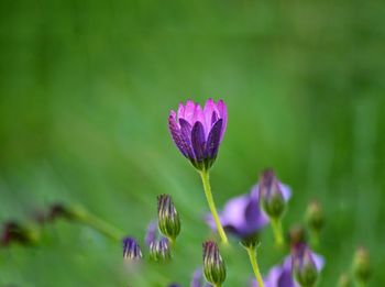 Purple flowers and the green background 