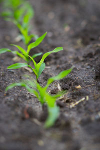 Close-up of plants growing on field