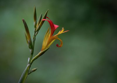 Close-up of insect on plant