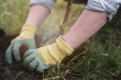 Cropped hand of man planting sapling