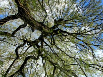 Low angle view of trees