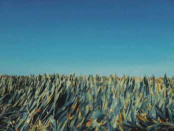 Crops growing on field against clear blue sky