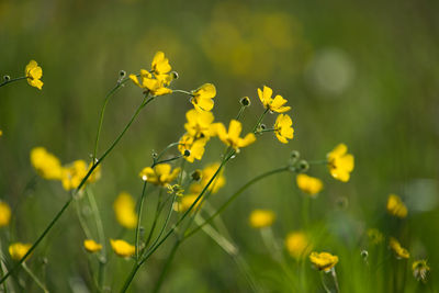 Close-up of yellow flowers