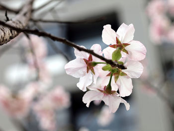 Close-up of apple blossoms in spring