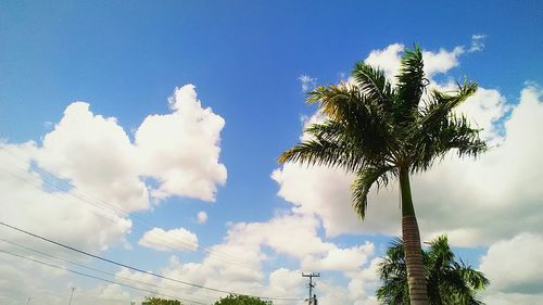 Low angle view of palm trees against sky