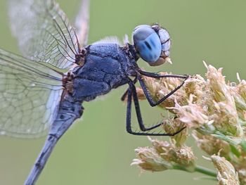 Close-up of butterfly pollinating on flower