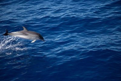 High angle view of swimming in sea