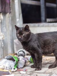 Portrait of black cat on garbage