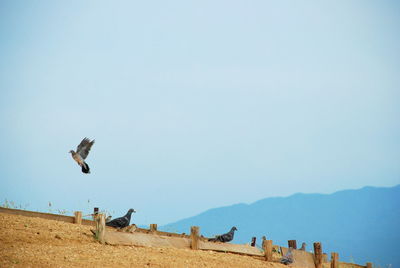 Seagulls flying above the sky