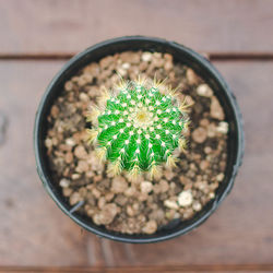 High angle view of succulent plant in pot