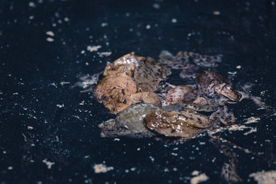 High angle view of crab in shallow water