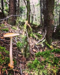 Close-up of mushrooms growing on tree trunk in forest