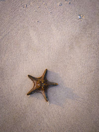 Starfish on sand