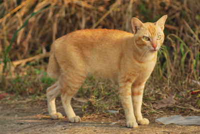 Cat standing in a field