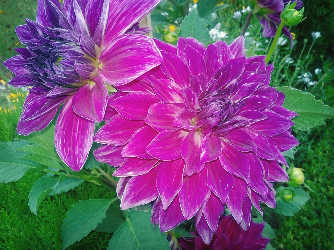 flower, fragility, beauty in nature, nature, growth, petal, freshness, purple, plant, flower head, close-up, outdoors, blooming, no people, day, water