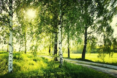 Trees on grassy field