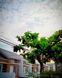 Low angle view of tree by building against sky