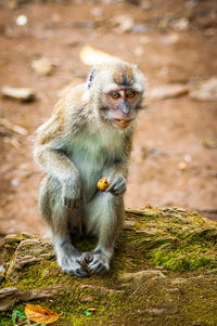 Portrait of monkey holding fruit sitting on rock
