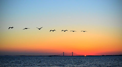 Bird flying over sea at sunset