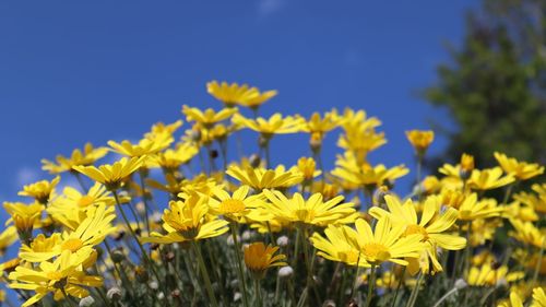 Close-up of yellow flowering plants on field against blue sky