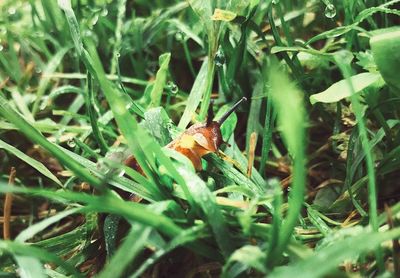 High angle view of insect on plant at field