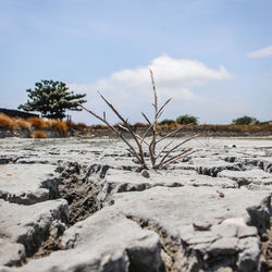 Surface level of rocks on field against sky