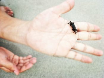 Close-up of a crab on finger