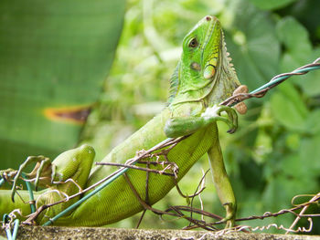 Close-up of green iguana on retaining wall