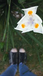 Close-up of white flowers blooming outdoors