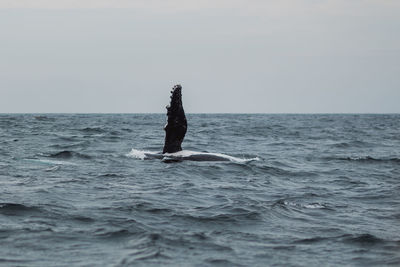 View of whale in sea against sky