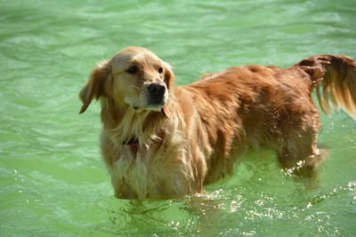 High angle view of golden retriever looking away in lake