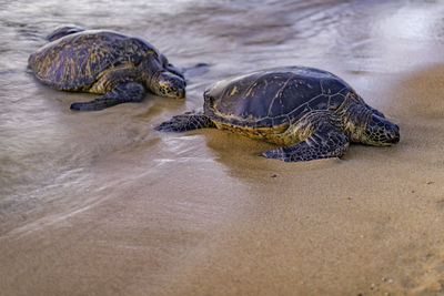 Sea turtles crawling on shore from the water