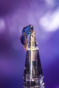 Close-up of insect on glass