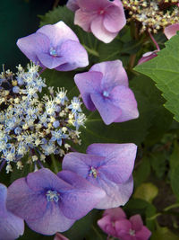 Close-up of pink hydrangea flowers