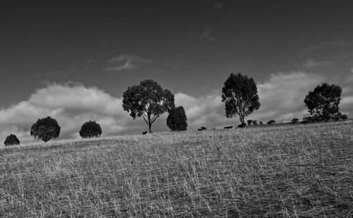 Trees on field against sky