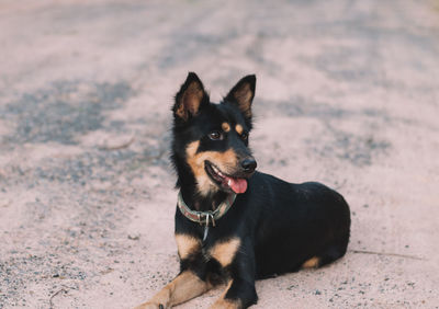 Portrait of black dog sitting on land