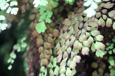 Close-up of flower tree