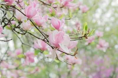 Close-up of pink cherry blossoms in spring