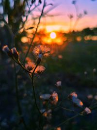 Close-up of orange flower on field against sky during sunset