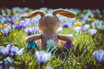 Easter bunny on crocus field